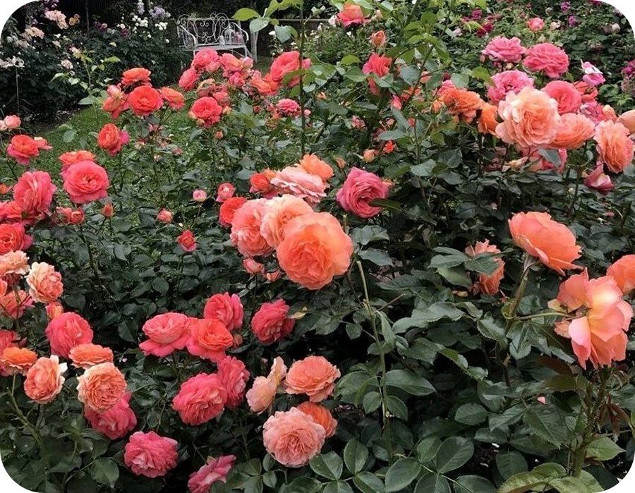 Belvedere róża parkowa